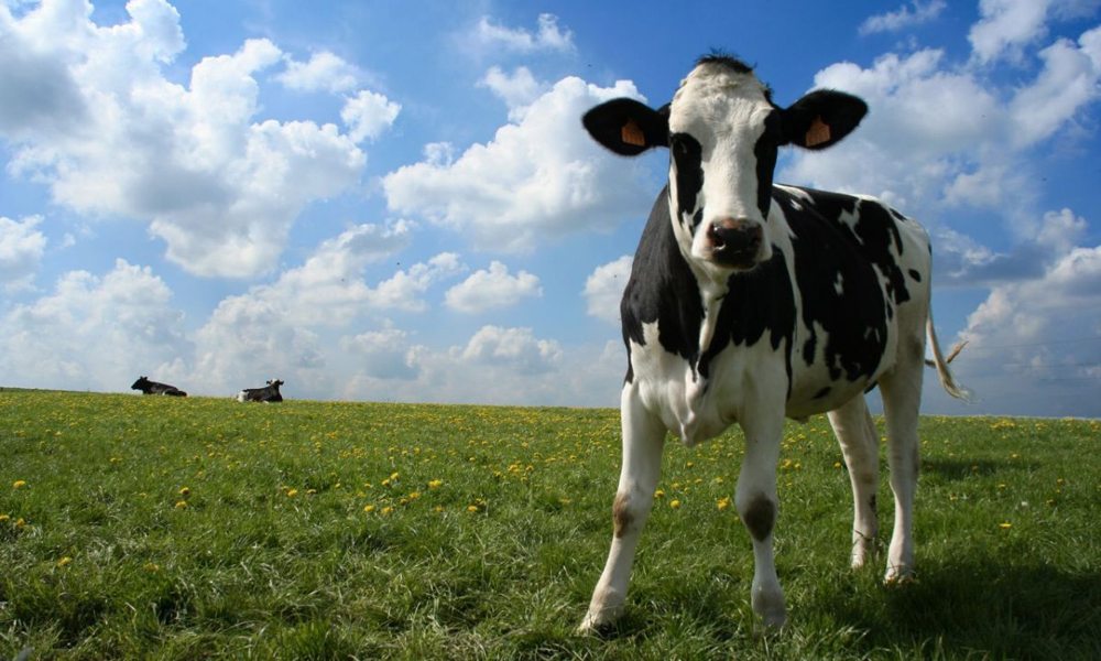 Het College trekt pachtvoorstel Stokman in